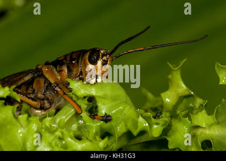 Eastern lubber grasshopper, Romalea guttata Banque D'Images