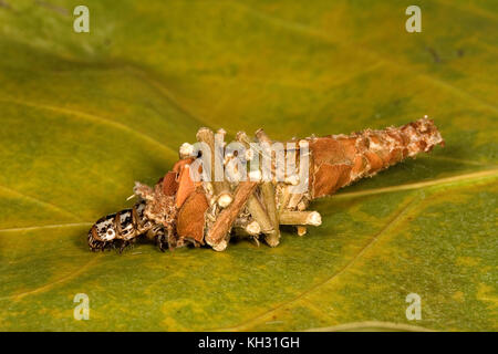 Abbot's Bagworm, Oiketicus abbotii, femme chez les larves de sac ou sac. Banque D'Images