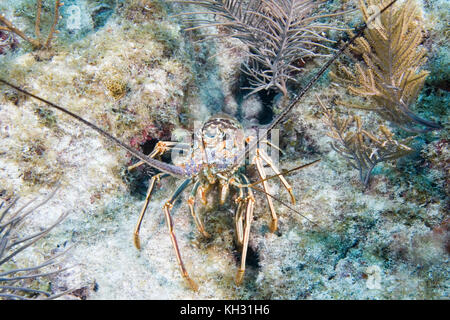 Caraïbes, langouste Panulirus argus Banque D'Images