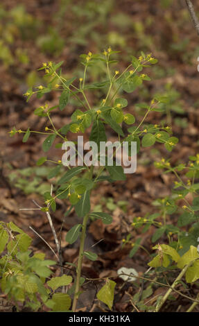 Euphorbia dulcis, sucré, de l'euphorbe ésule en fleurs en bois de hêtre, Croatie. Banque D'Images