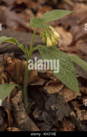 Consoude tubéreuse, Symphytum tuberosum, en fleurs en bois de hêtre à l'ombre, la Croatie. Banque D'Images