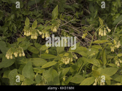 Consoude tubéreuse, Symphytum tuberosum, en fleurs en bois de hêtre à l'ombre, la Croatie. Banque D'Images