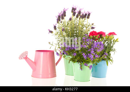 La lavande stoechas et dianthus en bleu pot à fleurs sur fond blanc isolé Banque D'Images