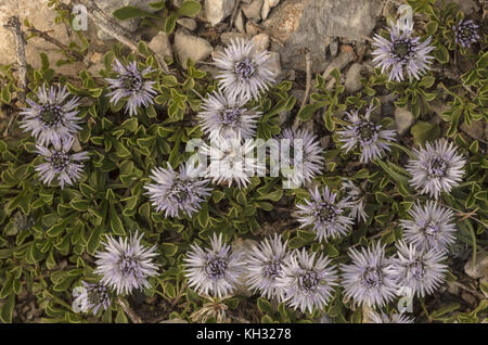 Coeur-leaved globe daisy ou enchevêtrées, Globularia Globularia cordifolia, en fleurs sur le calcaire, la Croatie. Banque D'Images