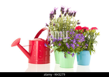 La lavande stoechas et dianthus en bleu pot à fleurs sur fond blanc isolé Banque D'Images