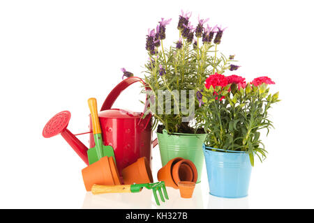 La lavande stoechas et dianthus en bleu pot à fleurs sur fond blanc isolé Banque D'Images