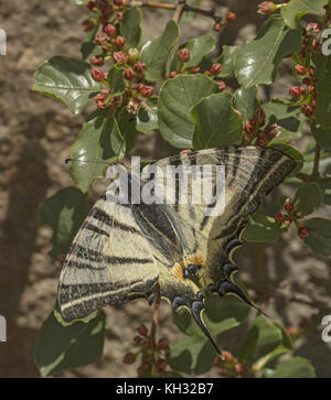 Swallowtail Iphiclides podalirius, rares, papillon se nourrir sur les fleurs de Rock nerprun. La Croatie. Banque D'Images