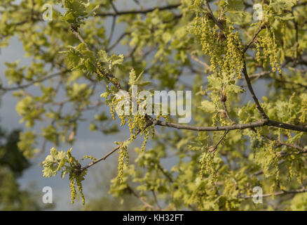 Oak, Quercus pubescens Downy, chatons, en pleine floraison, au printemps. La Croatie. Banque D'Images