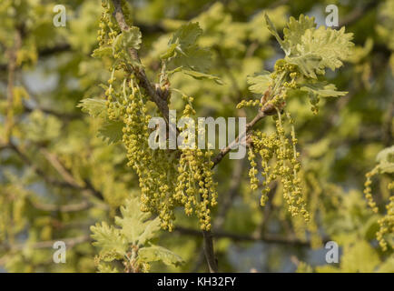 Oak, Quercus pubescens Downy, chatons, en pleine floraison, au printemps. La Croatie. Banque D'Images