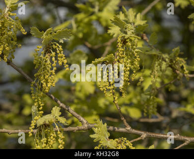 Oak, Quercus pubescens Downy, chatons, en pleine floraison, au printemps. La Croatie. Banque D'Images