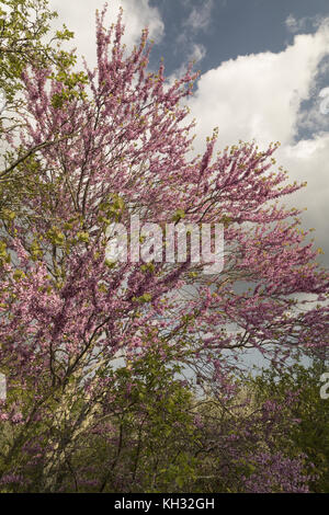 Arbre de Judée, Cercis siliquastrum, en pleine floraison au printemps, Istrie, Croatie. Banque D'Images