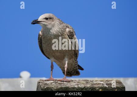 Goéland marin (Larus marinus) Banque D'Images