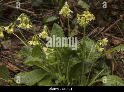 Oxlip, Primula elatior, en fleurs sur la journée humide au printemps. Banque D'Images