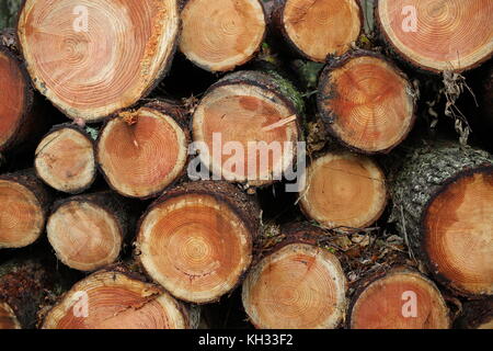 Extrémités de 38mm dans une pile de bois en attente de collecte à park wood, parkmill, Gower Banque D'Images