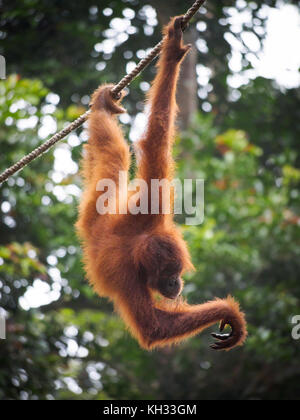 Orang-outan (pongo pygmaeus) accroché au câble, centre de réhabilitation des Orang-outans de sepilok, Sabah, Bornéo, Malaisie Banque D'Images