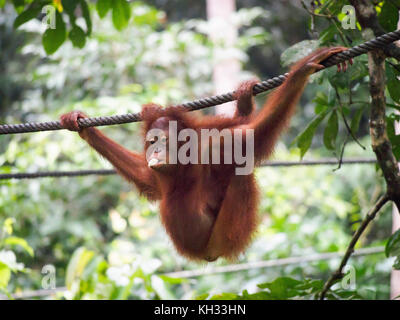 Orang-outan (pongo pygmaeus) manger une banane suspendu sur un câble au centre de réhabilitation des Orang-outans de sepilok, Bornéo, Sabah, Malaisie, Banque D'Images