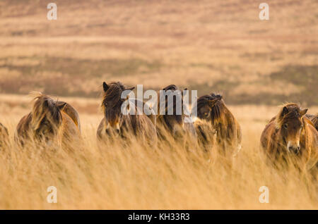 Poneys Exmoor avec poulain parmi les longues herbes de pâturage sur les Landes Banque D'Images