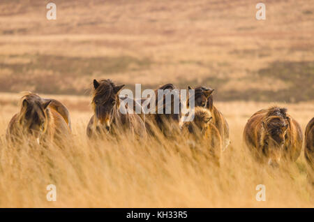 Poneys Exmoor avec poulain parmi les longues herbes de pâturage sur les Landes Banque D'Images