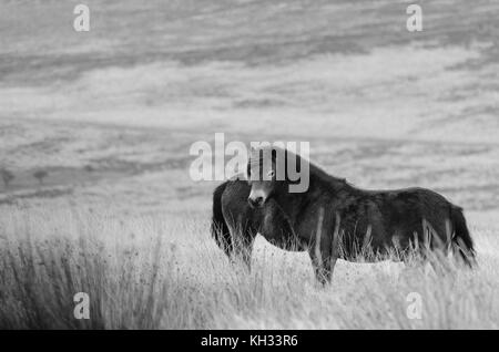 Poneys Exmoor sur la lande Banque D'Images