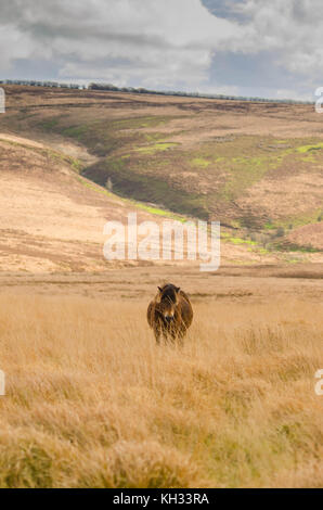 Un poney Exmoor solitaire sur la lande dans la zone Exford Banque D'Images