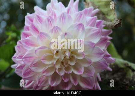 fleurs automne Banque D'Images