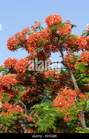 Royal Poinciana Banque D'Images