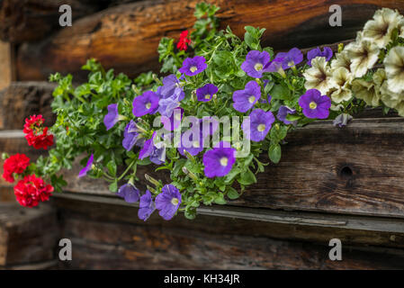 Fleurs typiques de pétunia et cranesbills sur une maison suisse Banque D'Images