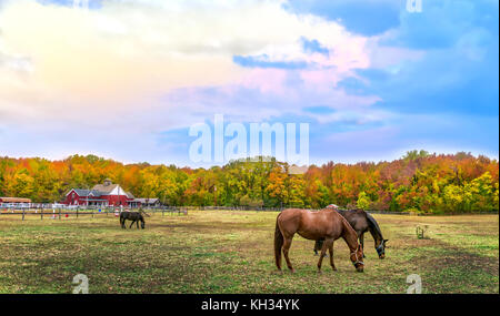 Les chevaux brouter tranquillement dans un pâturage sur une ferme du Maryland en automne avec des couleurs d'automne dans les arbres Banque D'Images