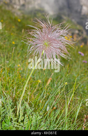 La fructification de la plante alpine pasqueflower Banque D'Images