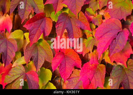 Feuilles rouges de la vigne vierge en automne Banque D'Images