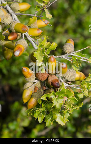 Close up de feuillage et de glands de chêne vert, Quercus ilex subsp. rotundifolia. Malaga, Andalousie, Espagne Banque D'Images
