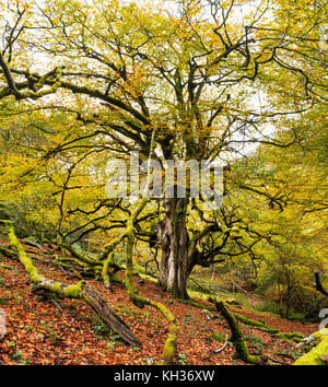 Grand hêtre en automne - Asturies, Espagne Banque D'Images