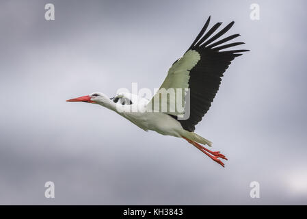 Cigogne blanche en vol Banque D'Images