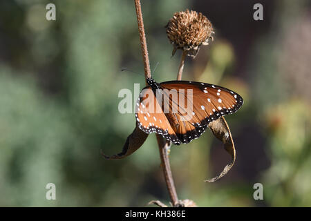 Reine butterfy Banque D'Images