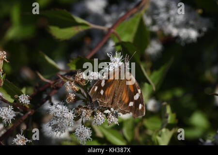Américain museau Banque D'Images