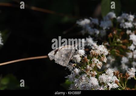 Américain museau Banque D'Images
