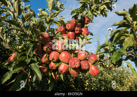 L'okanagan pommes rouges sur un arbre dans un verger de la Colombie-Britannique Kelowna Banque D'Images