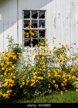 Fenêtre de verre cassée sur un hangar de jardin en bois avec des fleurs jaunes sur une ferme Amish, comté de Lancaster, Pennsylvanie, Etats-Unis, ferme Amish pays agricole États-Unis Banque D'Images