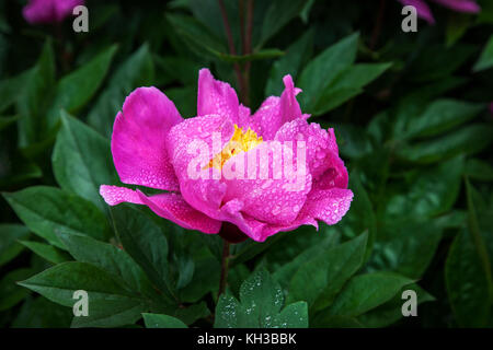Gouttes de pluie sur une fleur de pivoine rose, New Jersey, Etats-Unis, pluie dans le jardin fleurs de gros plan inhabituelles isolés pivoines dans les pivoines de jardin Banque D'Images