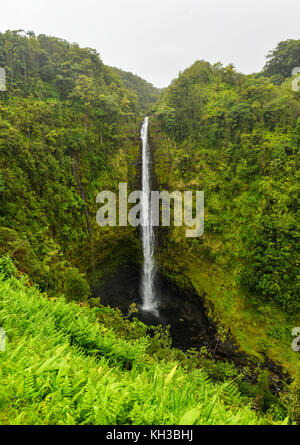 Akaka falls Wisconsin, grande île. célèbre hawaiian cascade. Banque D'Images