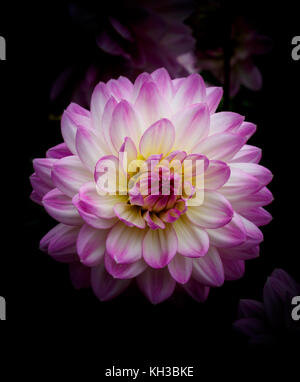 Seul Dahlia fleur fleur avec pétales de rose et blanc Banque D'Images