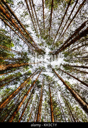 Forêt de pins de Sibérie au début de l'automne. grand angle de vue des cimes des arbres. Banque D'Images