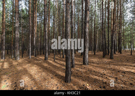 Forêt de pins de Sibérie au début de l'automne. sol parsemé de cônes de pin et aiguilles sèches. Banque D'Images