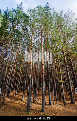 Forêt de pins de Sibérie au début de l'automne. sol parsemé de cônes de pin et aiguilles sèches. Banque D'Images