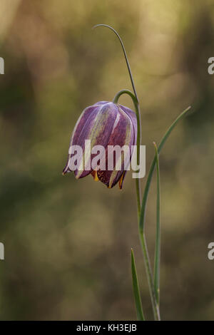 Fleur sauvage de fritillaria lusitanica Banque D'Images