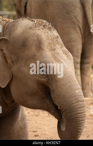 L'éléphant d'Asie mineur in close up Banque D'Images