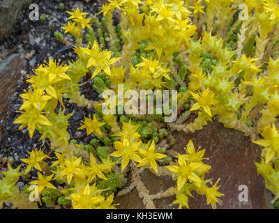 Fleurs jaunes de mordre Stonecrop / Sedum acre. Banque D'Images