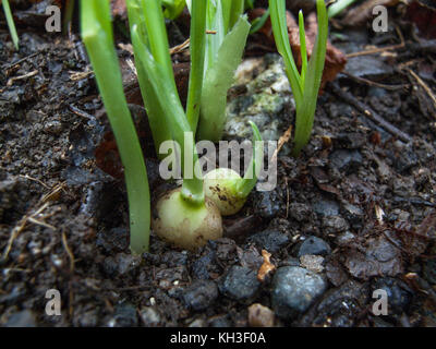 Bulbes et de l'herbe-comme des feuilles de poireau Allium triquetrum / triangulaire. Comestible et goûte un peu comme l'ail chinois. Banque D'Images