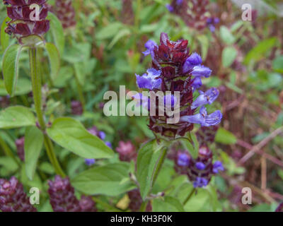 D Self-Heal / Selfheal Prunella vulgaris qui a été utilisé en phytothérapie dans le passé. A été également appelé herbe du charpentier. Banque D'Images