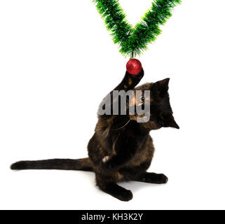 Chaton assis sur ses pattes de derrière et jouer avec red Christmas Tree ball. isolé sur fond blanc. Banque D'Images